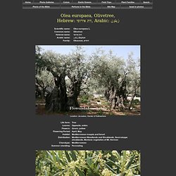 Olea europaea, Olivetree ,זית אירופי
