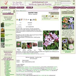 Nerium oleander - Laurier rose