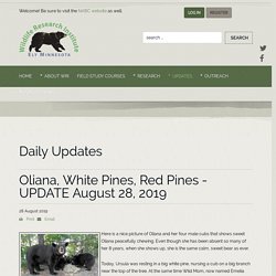 Oliana, White Pines, Red Pines - UPDATE August 28, 2019