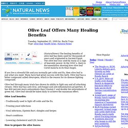 Olive Leaf Offers Many Healing Benefits
