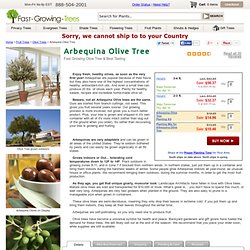 Olive Trees for Sale