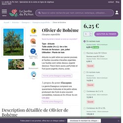 Olivier de Bohême - Elaeagnus angustifolia