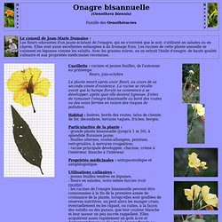 Onagre - Oenothera biennis