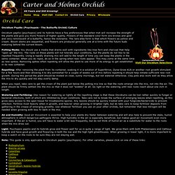 Oncidium Papilio (Psychopsis) Orchid Care - Carter and Holmes Orchids Culture