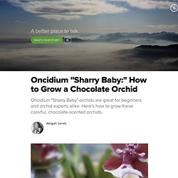 Oncidium "Sharry Baby:" How to Grow a Chocolate Orchid