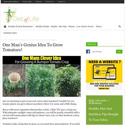 One Man’s Genius Idea To Grow Tomatoes!