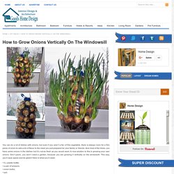 How to Grow Onions Vertically On The Windowsill