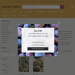 Buy Olive Trees Online — Shop from Raintree Nursery