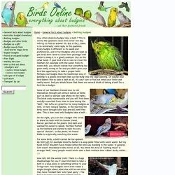 Birds Online - General facts about budgies - Bathing budgies