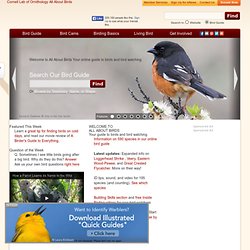 Your online guide to birds and bird watching