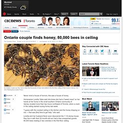 Ontario couple finds honey, 80,000 bees in ceiling - Toronto