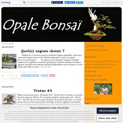 Opale Bonsaï - Page 3 - Opale Bonsaï