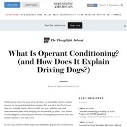What Is Operant Conditioning? (and How Does It Explain Driving Dogs?)