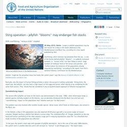 Media Centre: Sting operation - jellyfish "blooms" may endanger fish stocks