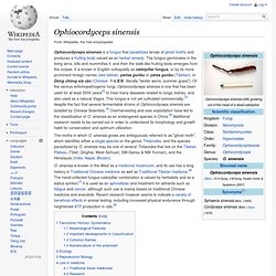 Ophiocordyceps sinensis