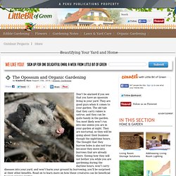 The Opossum and Organic Gardening