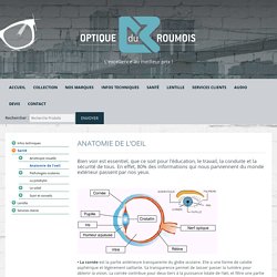 Optique du Roumois Anatomie de l'oeil - Optique du Roumois