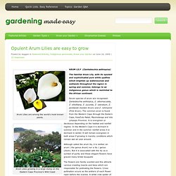 Opulent Arum Lilies are easy to grow