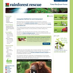Save The Orangutan Indonesia - Habitat for Survival Project - Rainforest Rescue