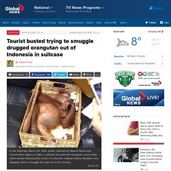 Tourist busted trying to smuggle drugged orangutan out of Indonesia in suitcase