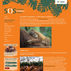 Orangutan Crisis – Sumatran Orangutan Society