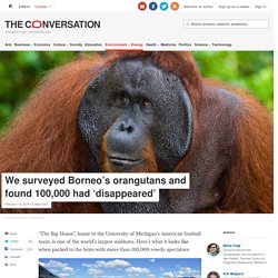 We surveyed Borneo's orangutans and found 100,000 had 'disappeared'