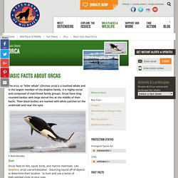 Basic Facts About Orcas