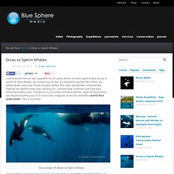 Orcas vs Sperm Whales