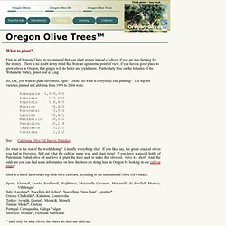 Oregon Olive Trees - Planting