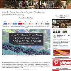 How To Grow Your Own Organic Blueberries (And Why You Should)