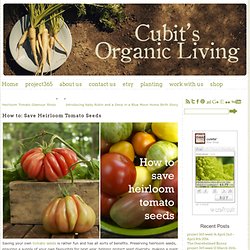 Cubit's Organic Living » How to: Save Heirloom Tomato Seeds