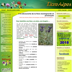 Fleurs et arbres des Hautes-Alpes, de montagne et de provence. Organisation de stages de botaniques.