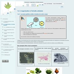 1.2. L'organisation à l'échelle cellulaire