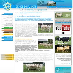 Une journée sur le Sans Cornes organisée par Charolais Optimal