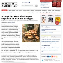 Strange but True: The Largest Organism on Earth Is a Fungus