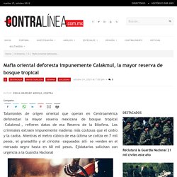 Mafia oriental deforesta impunemente Calakmul, la mayor reserva de bosque tropical