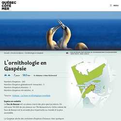 Circuit L’ornithologie en Gaspésie