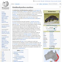 Ornithorhynchus anatinus