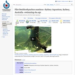 Ornithorhynchus anatinus -Sydney Aquarium, Sydney, Australia -swimming-6a.ogv - Wikipedia, the free encyclopedia
