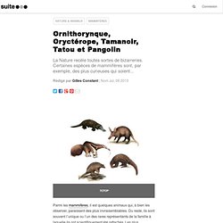 Ornithorynque, Oryctérope, Tamanoir, Tatou et Pangolin
