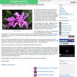 Cattleya maxima. La aristocracia hecha flor. - Orquideas del Peru
