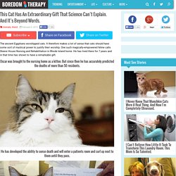 Oscar The Nursing Home Cat Can Sense When Death Is Near
