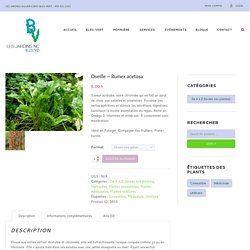 Oseille - Rumex acetosa - Les Jardins Nourriciers Bleu Vert