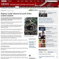 Osprey 'Lady' returns to Loch of the Lowes reserve