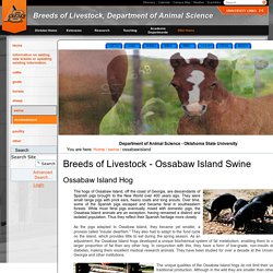 Ossabaw Island Swine — Breeds of Livestock, Department of Animal Science