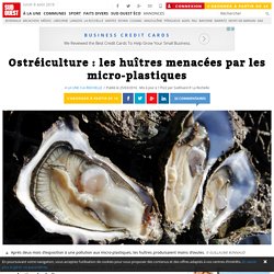 Ostréiculture : les huîtres menacées par les micro-plastiques