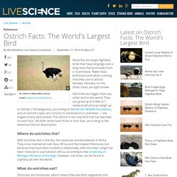 Ostrich Facts: The World's Largest Bird