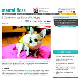 mental_floss Blog & 6 Other Animals Dogs Will Adopt