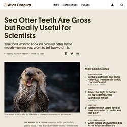 Sea Otter Teeth Are Gross but Really Useful for Scientists