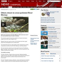 Otters return to once-polluted River Mersey